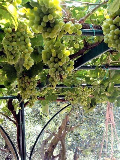Villa Gemma Joppolo Ngoại thất bức ảnh